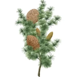 Carrière Frères Cèdre - Cedrus Atlantica                Palet Botanique