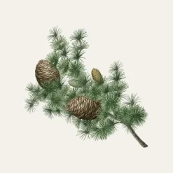 Carrière Frères Cèdre - Cedrus Atlantica                Bougie Parfumée