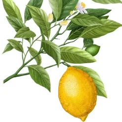 Carrière Frères Citron de Syracuse - Citrus Syracusis                Bougie Parfumée