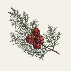 Carrière Frères Cyprès - Cupressus                Palet Botanique