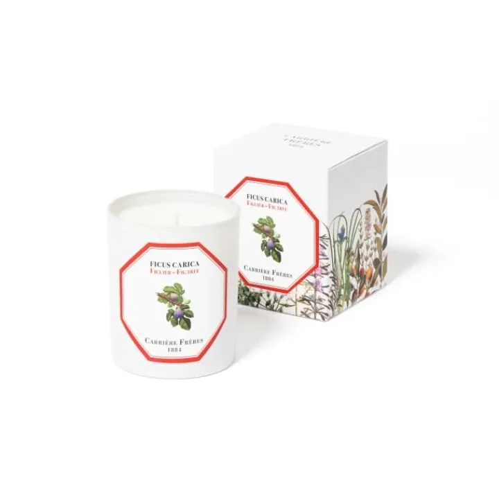 Carrière Frères Figuier - Ficus Carica Bougie Parfumée