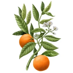 Carrière Frères Fleur d'Oranger Citrus Dulcis                Diffuseur