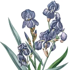 Carrière Frères Iris - Iris Pallida                Bougie Parfumée