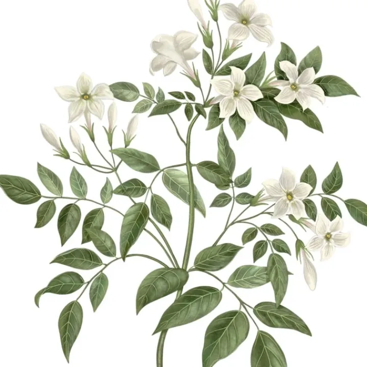 Carrière Frères Jasmin - Jasminum Officinale Bougie Parfumée