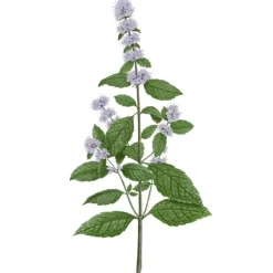 Carrière Frères Menthe Verte - Mentha Spicata Bougie Parfumée