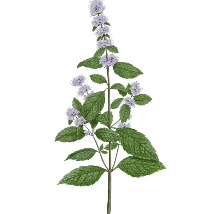 Carrière Frères Menthe Verte - Mentha Spicata Bougie Parfumée