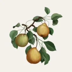 Carrière Frères Poire - Pirum                Bougie Parfumée