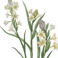 Carrière Frères Tubéreuse - Polientes Tuberosa                Bougie Parfumée