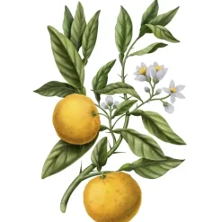 Carrière Frères Yuzu - Citrus Junos                Bougie Parfumée