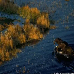 Femme GUERLAIN Aqua Allegoria Forte Bosca Vanilla Eau de Parfum