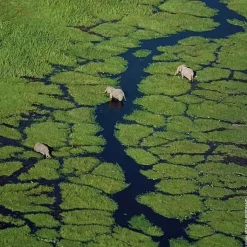 Femme GUERLAIN Aqua Allegoria Mandarine Basilic Eau de Toilette
