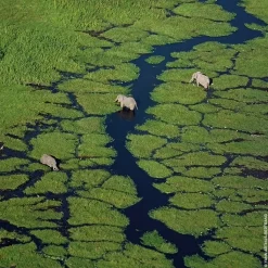 Femme GUERLAIN Aqua Allegoria Pera Granita                Eau de Toilette