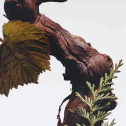 Jo Malone Cypress & Grapevine                Cologne Intense