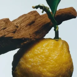 Jo Malone Oud & Bergamot                Cologne Intense