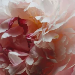 Jo Malone Peony & Blush Suede                Cologne