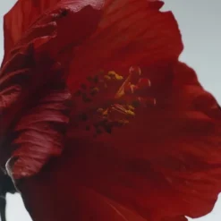 Jo Malone Red Hibiscus                Cologne Intense