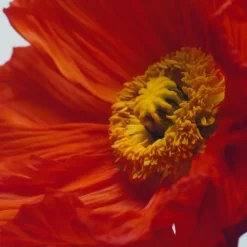 Jo Malone Scarlet Poppy                Cologne Intense