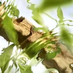 Femme LANCÔME ÔFF NOW Eau de Toilette