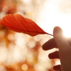 Maison Margiela REPLICA Autumn Vibes Eau de Toilette