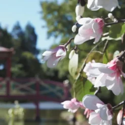 Maison Margiela REPLICA Springtime in a Park                Eau de Toilette