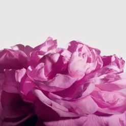 Matière Première Radical Rose                Extrait de Parfum