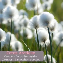 Polaar IcePure                Déodorant Minéral au Lichen Arctique