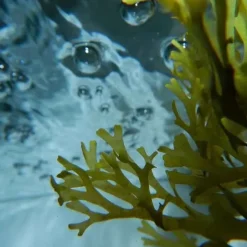 Urban Keratin Ocean Therapy                Masque aux Algues