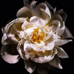 Femme YVES SAINT LAURENT Mon Paris                Eau de Toilette Lumière